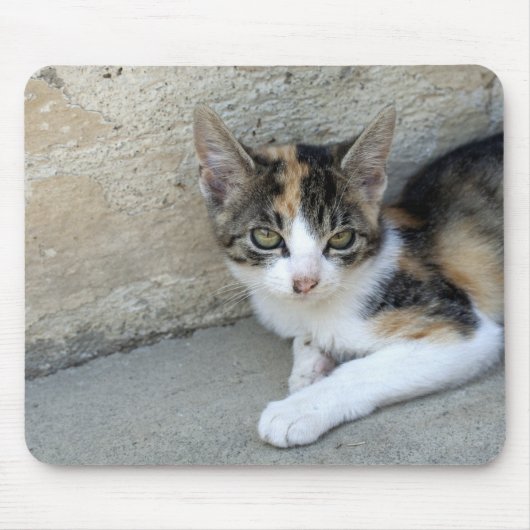 Tapis De Souris Calico Kitten (Devant)
