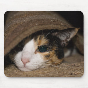 Tapis De Souris Calico Taco