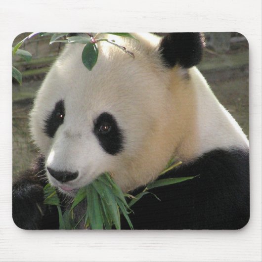 Tapis De Souris Câlins d'ours Panda (Devant)