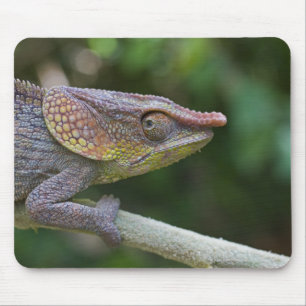 Tapis De Souris Caméléon d'éléphant, Madagascar