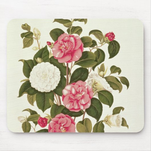 Tapis De Souris Camélia "d'une monographie sur les genres (Devant)