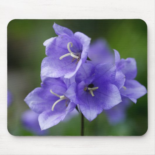 Tapis De Souris Campanula (Devant)