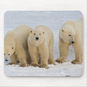 Tapis De Souris Canada, baie d'Hudson. Ours polaire mère avec deux