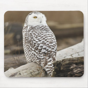 Tapis De Souris Canada, Boundary Bay, Harfang des neiges