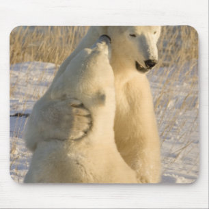 Tapis De Souris Canada, Manitoba, baie d'Hudson, Churchill.