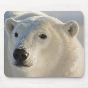 Tapis De Souris Canada, Manitoba, baie d'Hudson Ours polaire