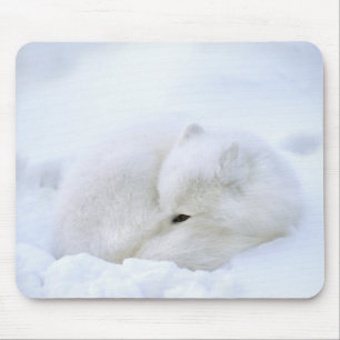 Tapis De Souris Canada, Manitoba, Churchill. Renard arctique