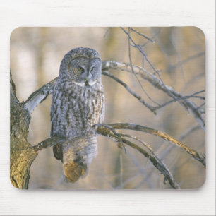 Tapis De Souris Canada, Québec. Grand-duc perché sur un arbre