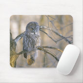 Tapis De Souris Canada, Québec. Grande chouette grise perchée sur (Avec souris)