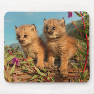 Tapis De Souris Canadian Lynx Kittens, Alaska