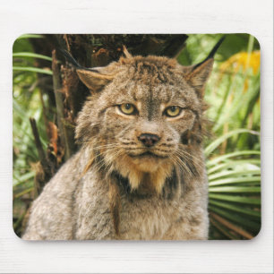 Tapis De Souris Canadien Lynx 4200e