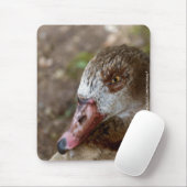 Tapis De Souris Canard (Avec souris)