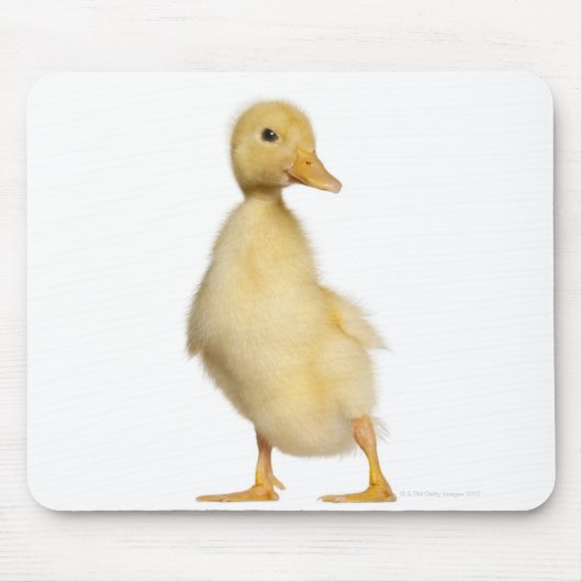 Tapis De Souris Canard (1 semaine) (Devant)