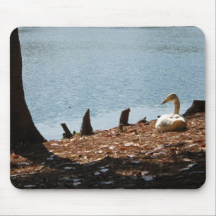 Tapis De Souris Canard dans le soleil