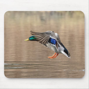 Tapis De Souris Canard de Mallard en vol