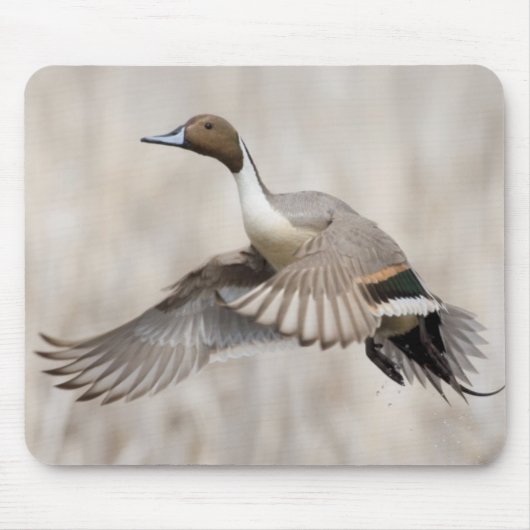 Tapis De Souris Canard pilet mâle en vol (Devant)
