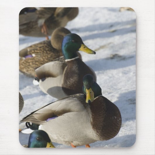Tapis De Souris Canards (Devant)