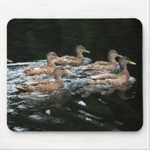 Tapis De Souris Canards colverts femelles