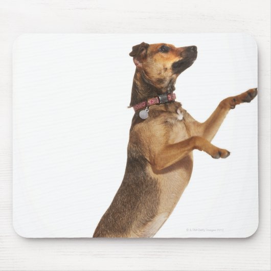 Tapis De Souris Canis familiaris 2 (Devant)