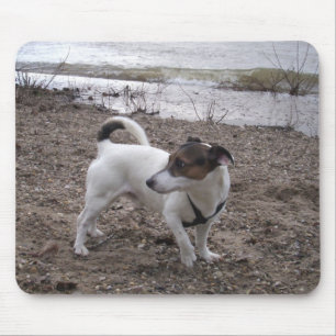 Tapis De Souris Capo von Oppenheim Jack Russell Terrier, Chien