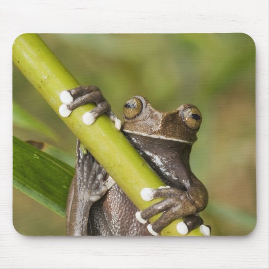 Tapis De Souris Captive Tapichalaca Grenouille Hyloscirtus (Devant)