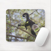 Tapis De Souris Capucine à facettes blanches, Guanacaste, Costa Ri (Avec souris)