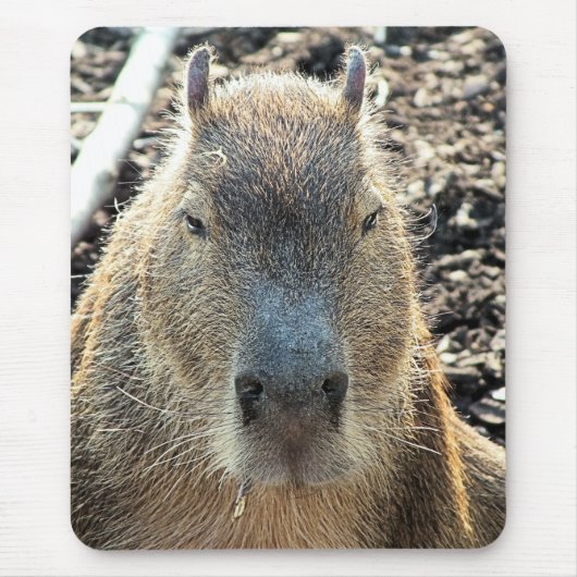TAPIS DE SOURIS CAPYBARA (Devant)