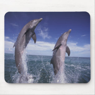 Tapis De Souris Caraïbes, dauphins à gros nez Tursiops