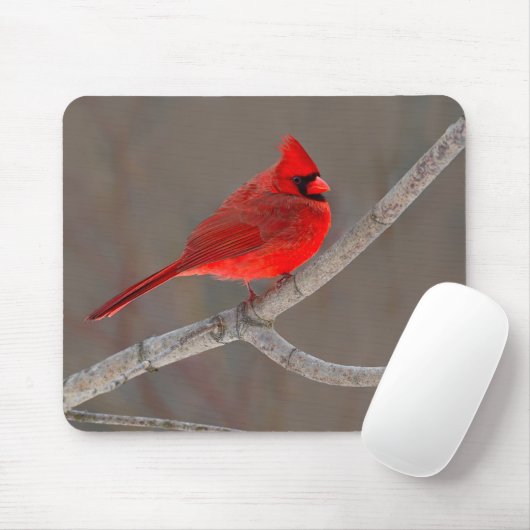 Tapis De Souris Cardinal (Avec souris)