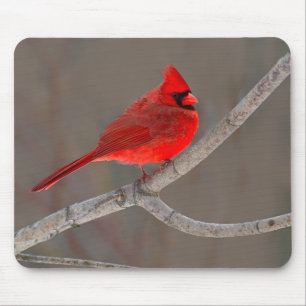 Tapis De Souris Cardinal