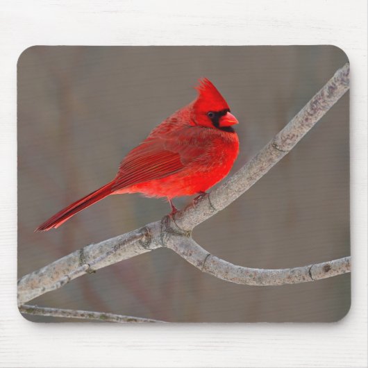 Tapis De Souris Cardinal (Devant)