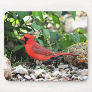 Tapis De Souris Cardinal