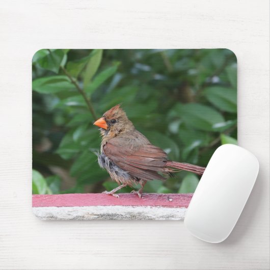 Tapis De Souris Cardinal (Avec souris)