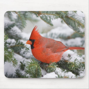 Tapis De Souris Cardinal du Nord dans un sapin baumier en hiver