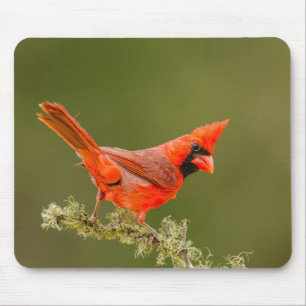 Tapis De Souris Cardinal mâle sur une branche