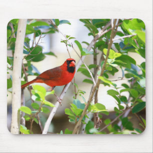 Tapis De Souris Cardinal masculin