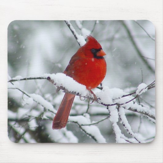 Tapis De Souris Cardinal rouge dans la neige Mousepad (Devant)
