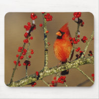 Cardinal rouge mâle perché, IL