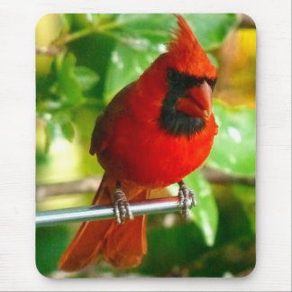 Tapis De Souris Cardinal rouge sauvage en Hawaï