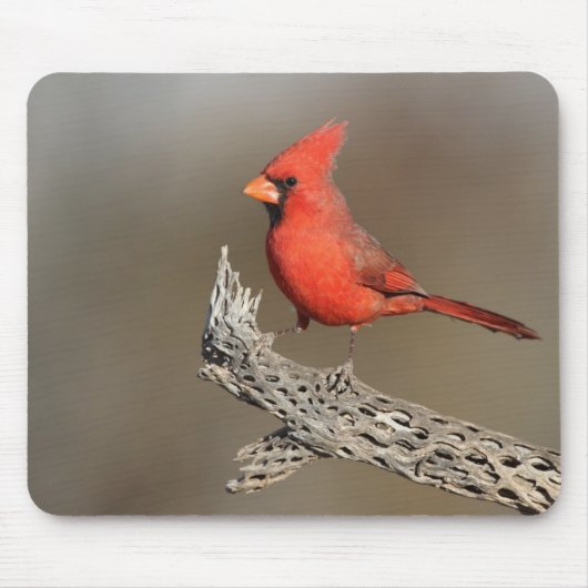 Tapis De Souris Cardinal sur une côte de cholla (Devant)