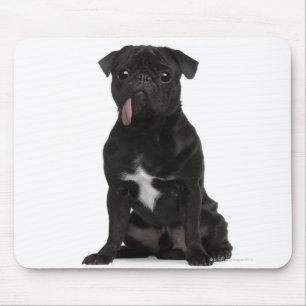 Tapis De Souris Carlin (de 1 an) se reposant avec son accrocher de