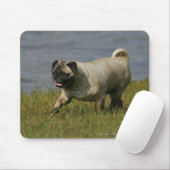 Tapis De Souris Carlin jouant près de l'eau (Avec souris)