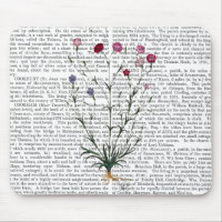 Carnation italienne 5