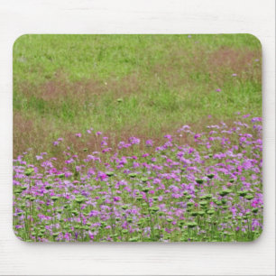 Tapis De Souris Carotte sauvage (Daucus carota) en croissance