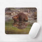 Tapis De Souris castor, Castor canadensis, va nager (Avec souris)