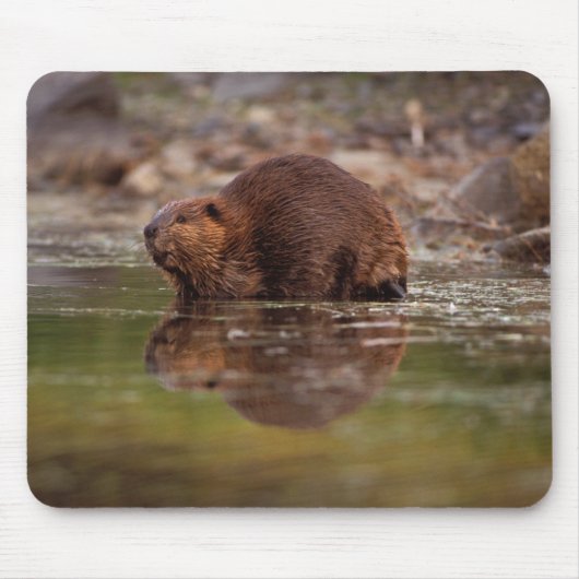 Tapis De Souris castor, Castor canadensis, va nager (Devant)