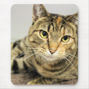 Tapis De Souris Cat