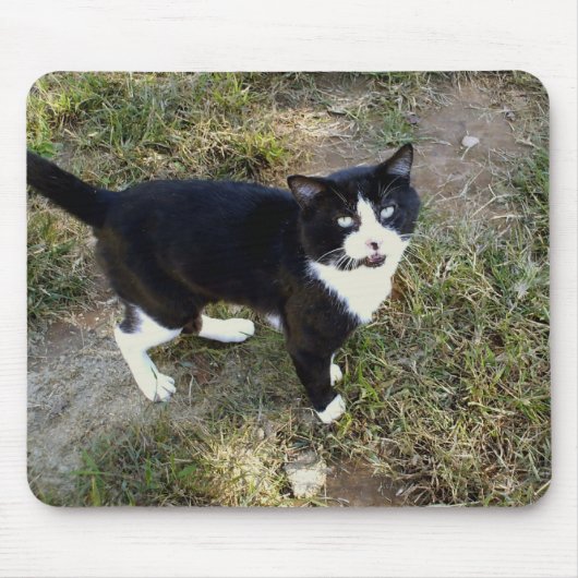 Tapis De Souris Cat 10, Plaque Souris (Devant)