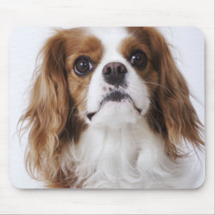 Tapis De Souris Cavalier King Charles Spaniel assis en studio