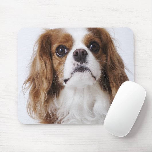 Tapis De Souris Cavalier King Charles Spaniel assis en studio (Avec souris)